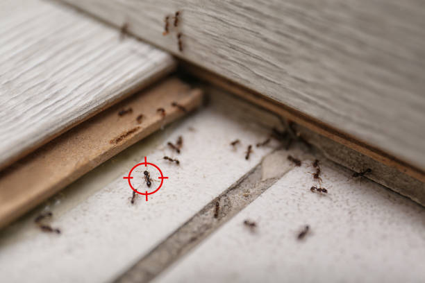 Best Best Pest Control Companies  in Wilson, PA